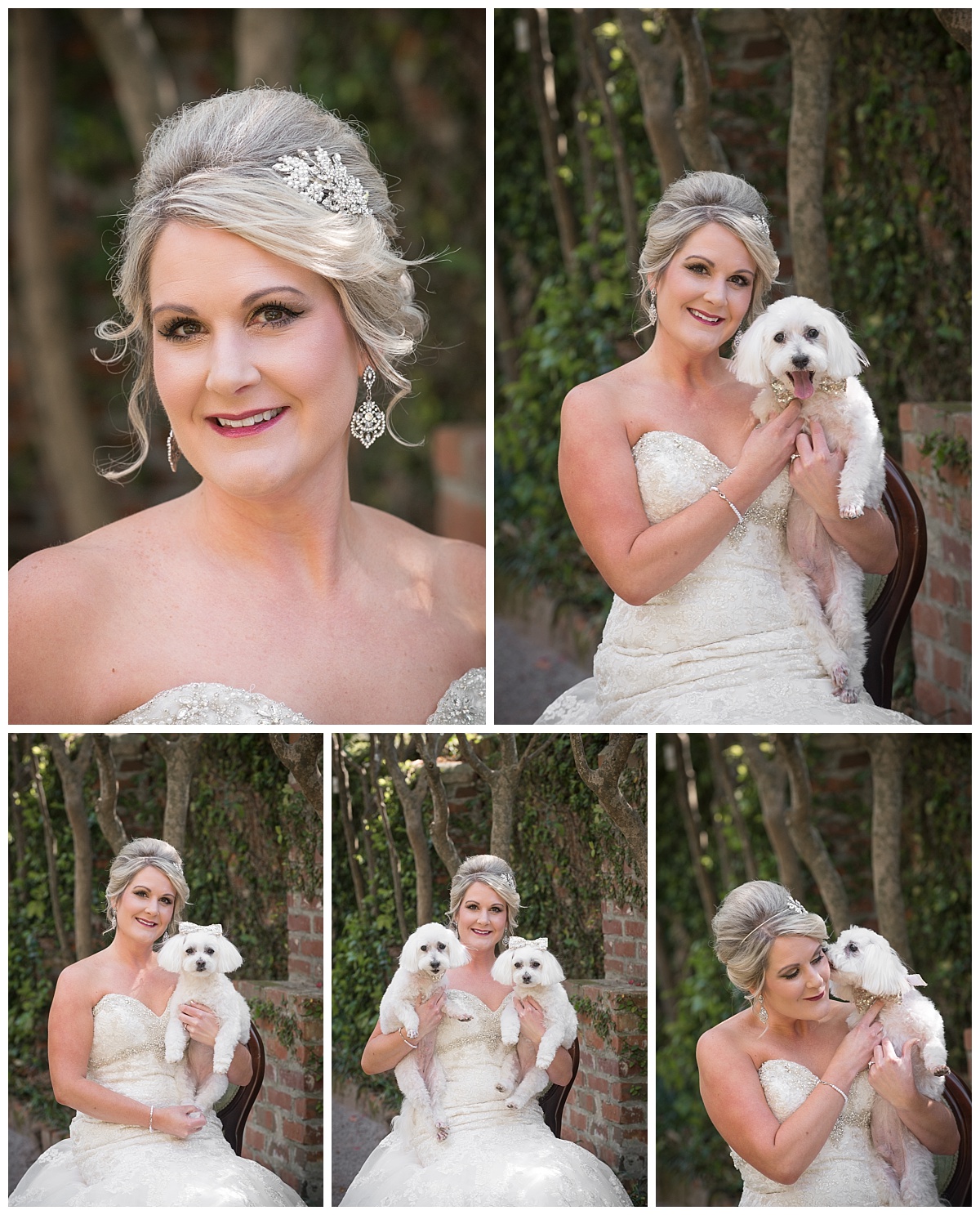 Bride with dogs