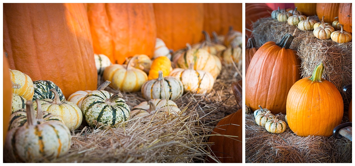 Lever Farm pumpkin patch